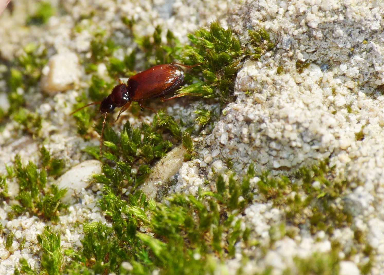 Piccolo Carabidae: probabile Trechus quadristriatus